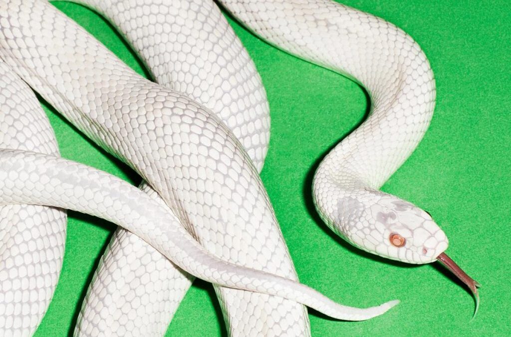 Canciones Traducidas: Infinite Source – Deftones