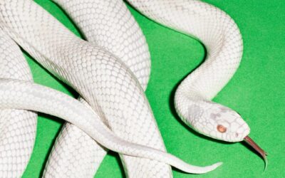 Canciones Traducidas: Infinite Source – Deftones