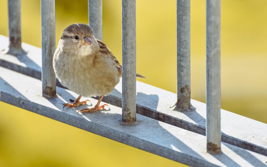 merodeando a la Verdad